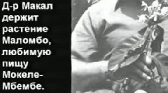 маломбо - лакомство дино